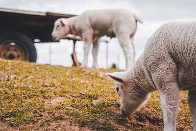 Two white lambs a gray sky grass
